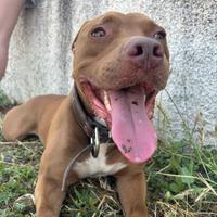 Pit bull rednose femmina