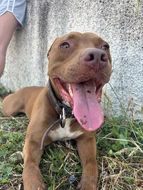 Pit bull rednose femmina