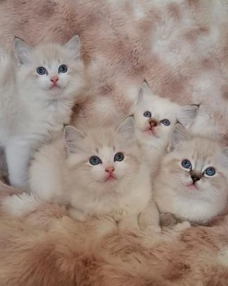 Ragdoll con Pedigree