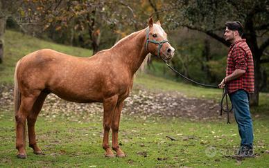 Stallone quarter horse 18 anni