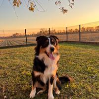 Pastore australiano disponibile per monta