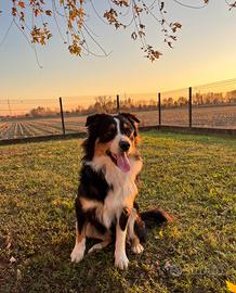 Pastore australiano disponibile per monta