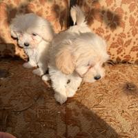Cuccioli di Maltipoo