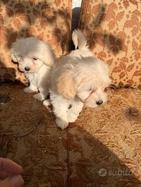 Cuccioli di Maltipoo