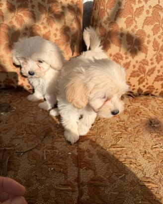 Cuccioli di Maltipoo