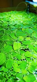 Pistia