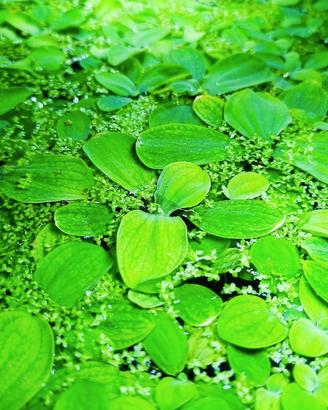Pistia