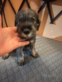 Schnauzer medi sale e pepe disponibili