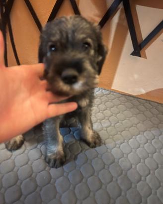 Schnauzer medi sale e pepe disponibili