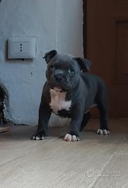 American Bully 