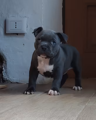 American Bully 