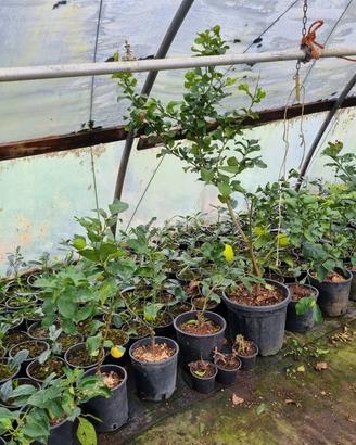Piante di limone in vaso