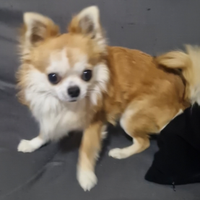 Chiuahua ciwawa