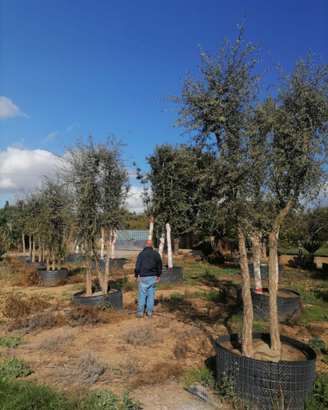 Piante da Sughero