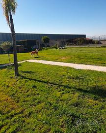 pensione per cani breve e lungo termine 