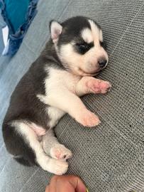 Husky cuccioli