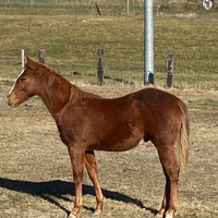 Quarter horse puledro 2024 maschio