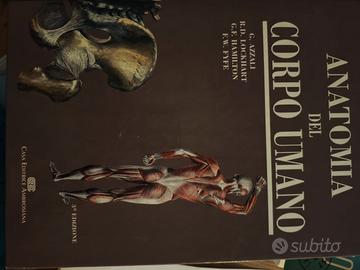 anatomia del corpo umano 