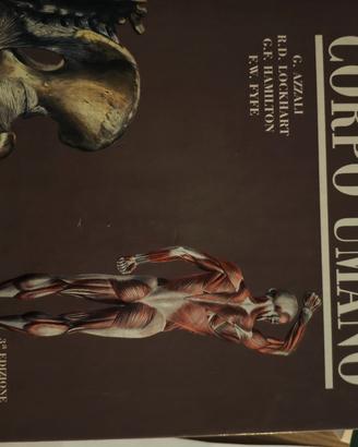 anatomia del corpo umano 