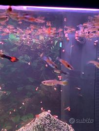 Guppy