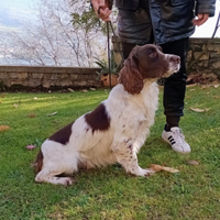 Springer Spaniel