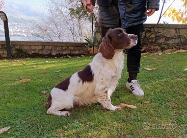 Springer Spaniel