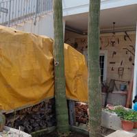 piante grasse 