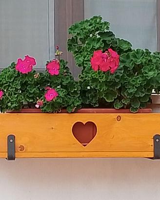 Gerani da balcone
