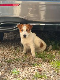Jack Russel maschio per fidanzata
