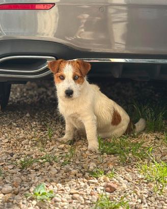 Jack Russel maschio per fidanzata