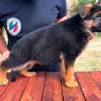 Cuccioli Pastore Tedesco