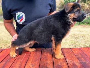 Cuccioli Pastore Tedesco