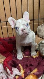 Cuccioli di bulldog francese