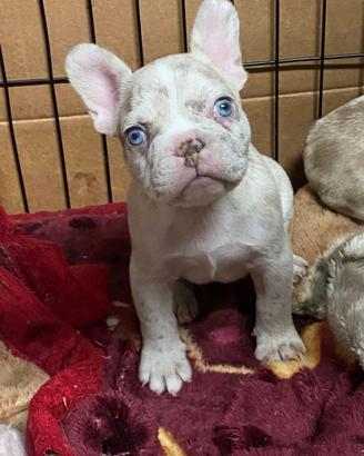 Cuccioli di bulldog francese