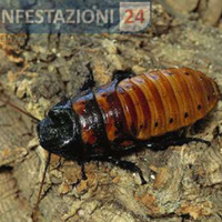 Blatta fischiante del Madagascar