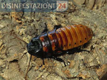 Blatta fischiante del Madagascar