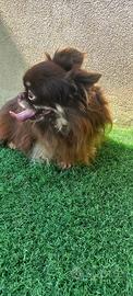 Chihuahua pelo lungo cioccolato focato con pedigre
