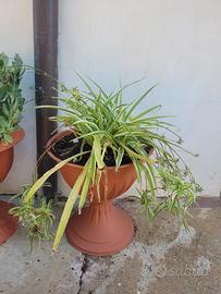 talee falangio, pianta ragno, nastrino