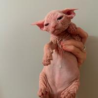 Cucciolo Sphynx