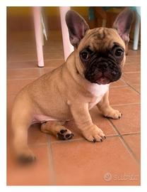 Bulldog Francese