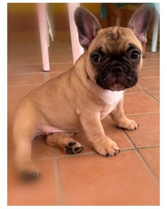 Bulldog Francese