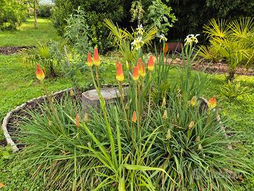 semi di kniphofia