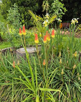 semi di kniphofia