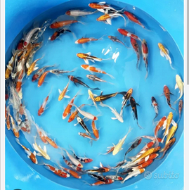 Carpe tosai e nisai figlie di giapponesi