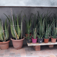 Piante Aloe Vera