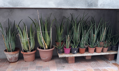 Piante Aloe Vera