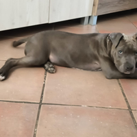 Cucciolo di Amstatf
