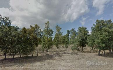 terreno piantumato