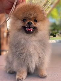 Spitz dI POMERANIA