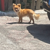 Chihuahua mini toy per monta